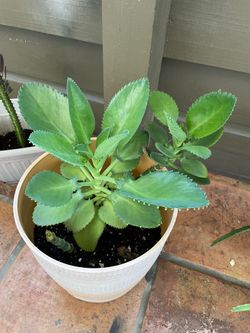 Succulent plant