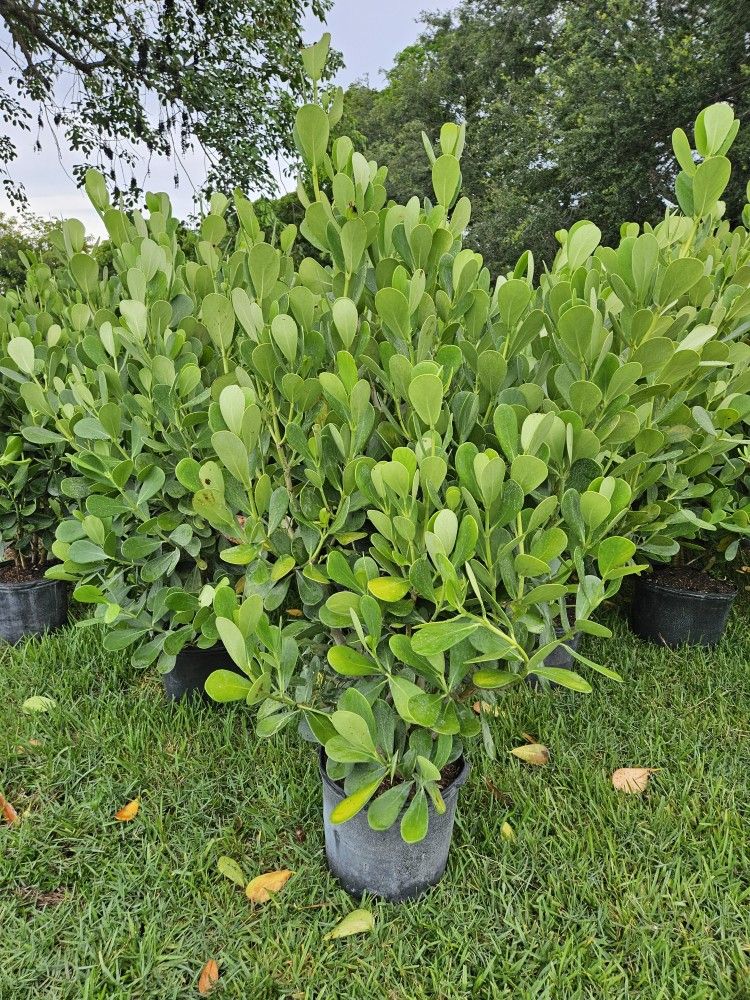 Huge Clusias About 5 Feet Tall Full Green Fertilized Ready For Planting Instant Privacy Hedge Same Day Transportation