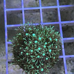 Green Star Polyp