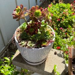 Succulent Arrangement 