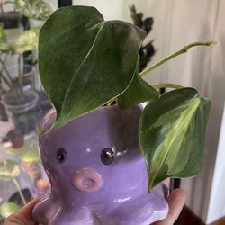 Philo Brazil And Octopus Planter 