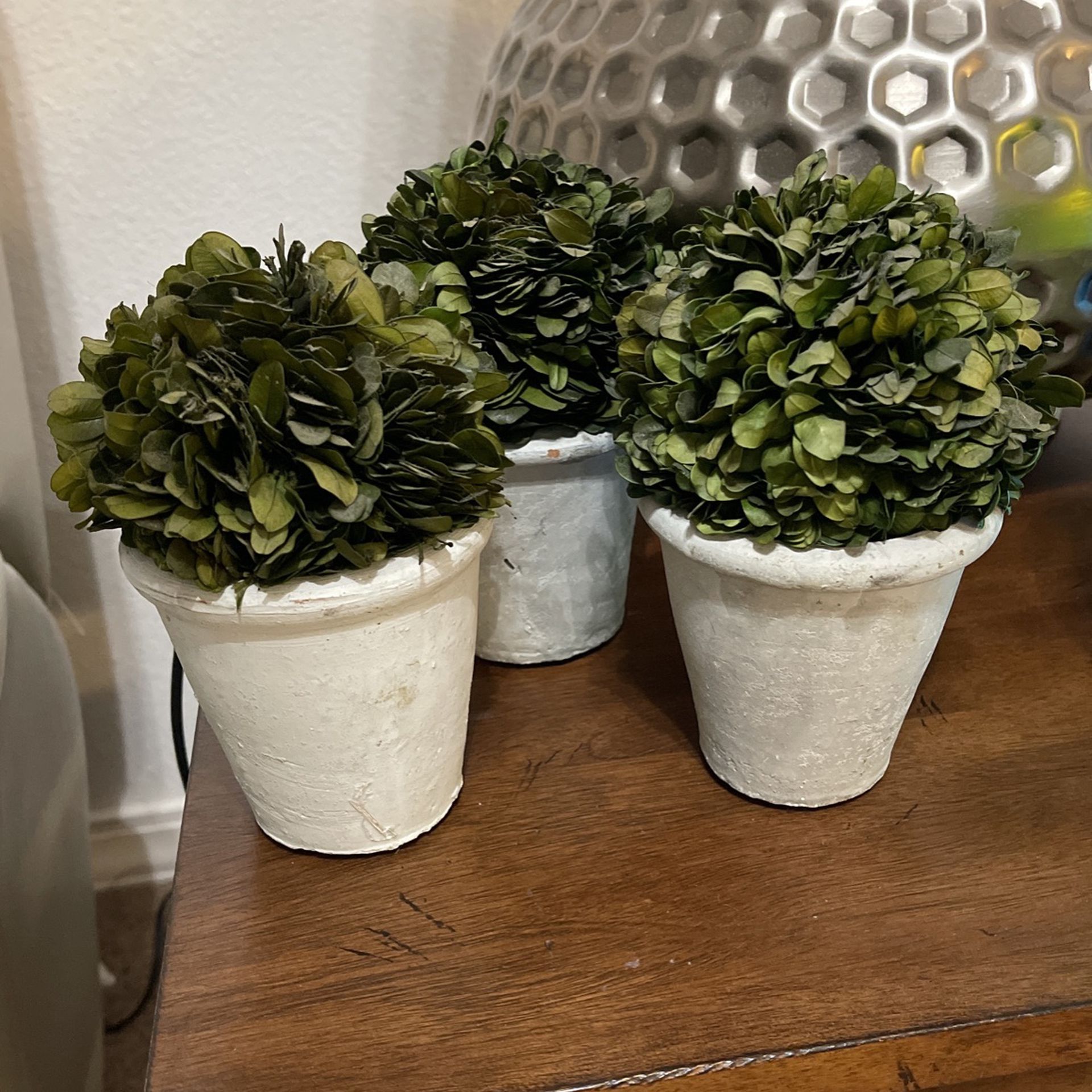 3 Topiary Plants From Pier 1 Imports