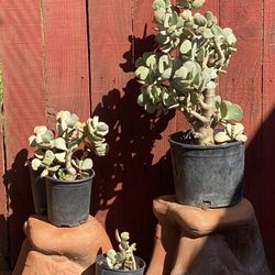 Succulents 