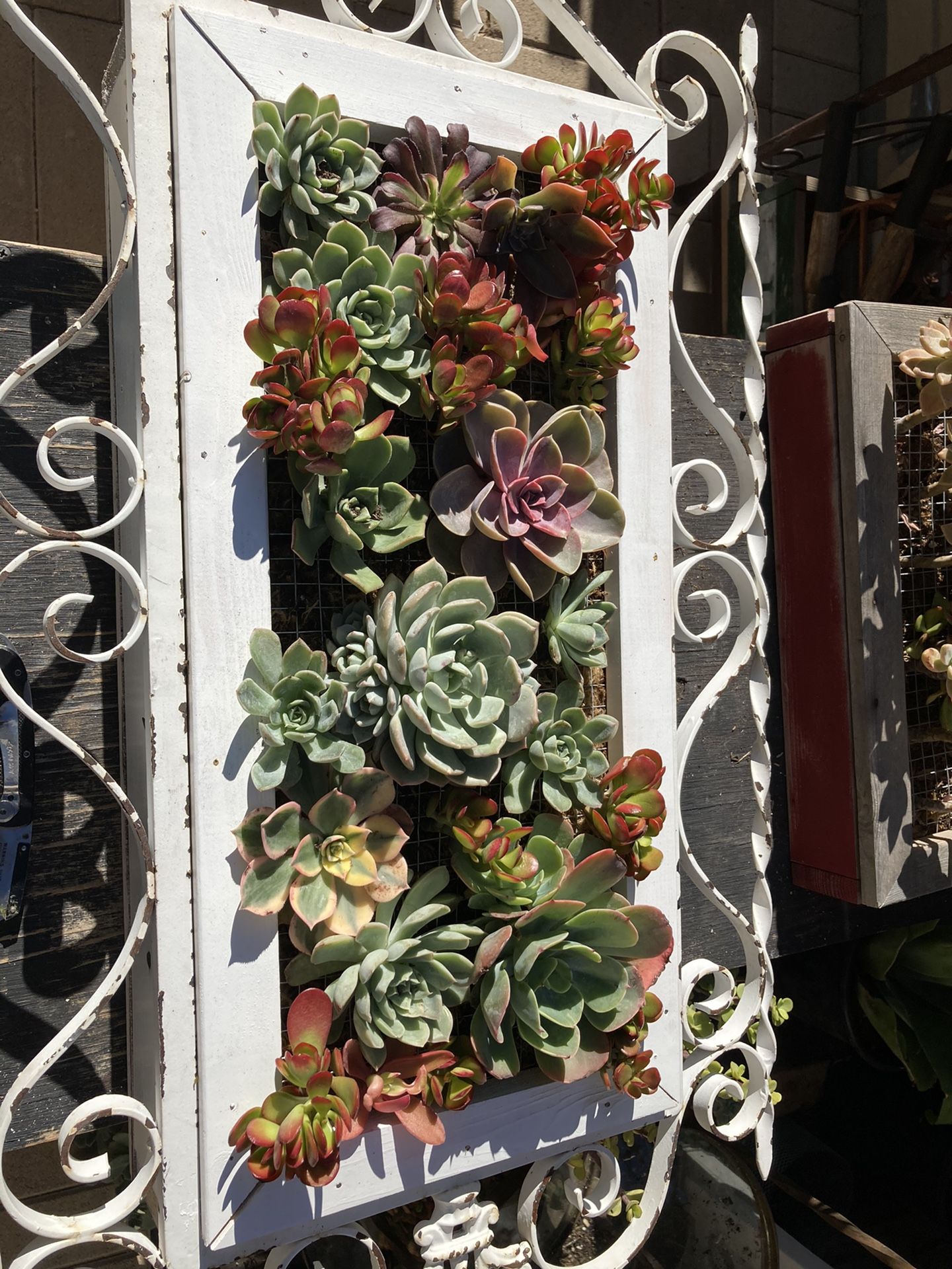 Succulent Iron And Wood Wall Box