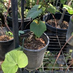 Chayotes Plant 10$