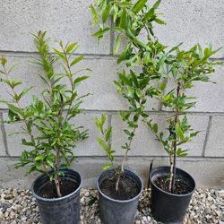 Wonderful Pomegranate Plant In Half Gallon Pot 