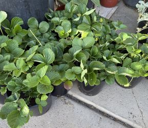 Strawberry Plants 🍓 $18 Each Price Firm