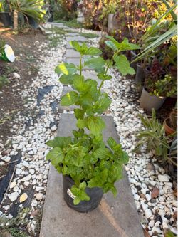 Mint (Yerba buena) in a gallon pot
