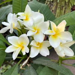 planta de plumeria blanca Y Muy poco amarillo