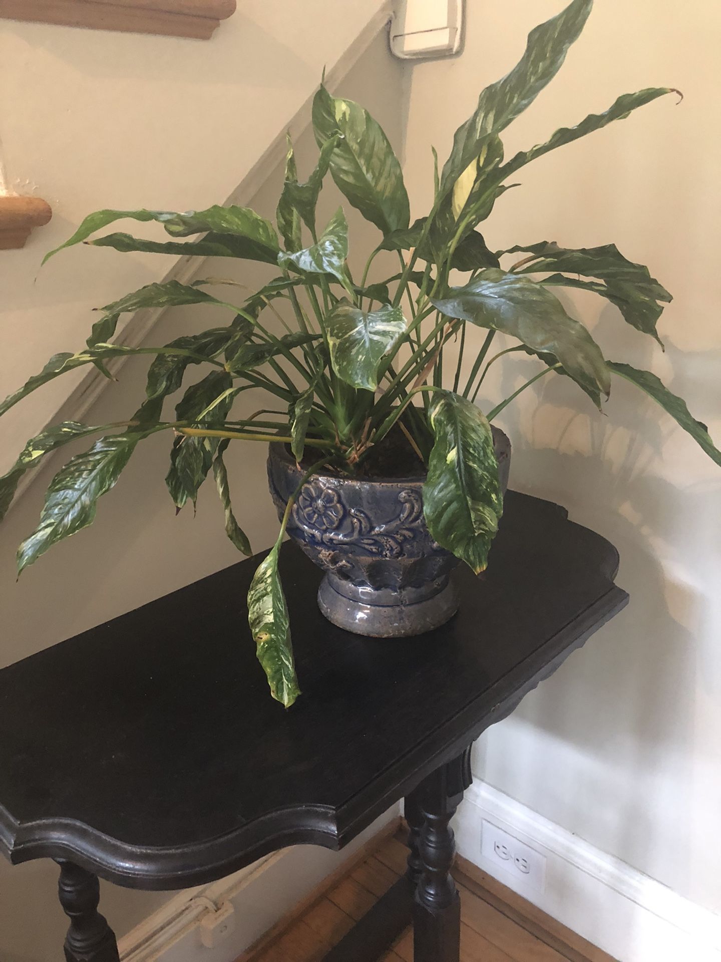 Peace Lilly Variegated House Plant In Beautiful Ceramic Pot