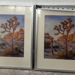 Joshua Tree Portrait