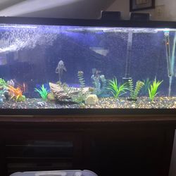 55 Gallon Tank With All Accessories.
