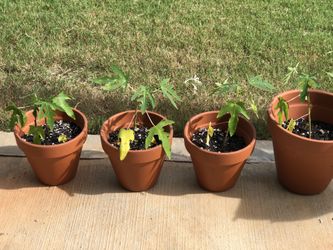 Papaya plants——-ORGANIC