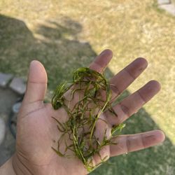 Guppy Grass Aquarium Plant 