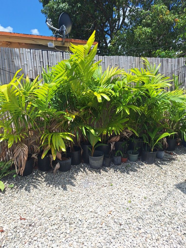 Palms For Sale $15 Firm