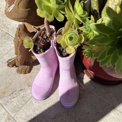 Gorgeous Vibrant Succulents In Shoe Pots $5 Each