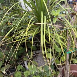 Pony Tail Palm In Huge Planter 