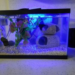 Fish Tank