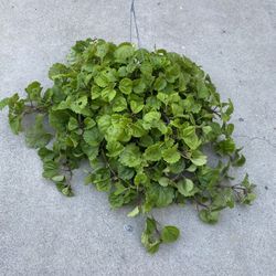 6” Millonaria Plant
