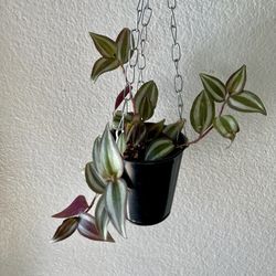 Tradescantia Zebrina 