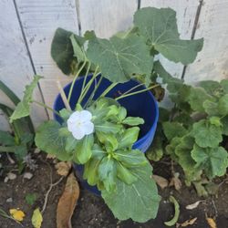 2 Plantas La Bara De San Jose Es Rosa Muy Bonita 