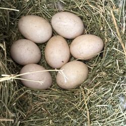 Fertile Duck Eggs - Lake LA 