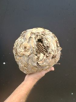 Hornet Nest For Man Cave