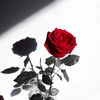 🌹Rio