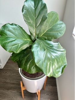 Fiddle Leaf Fig Plants
