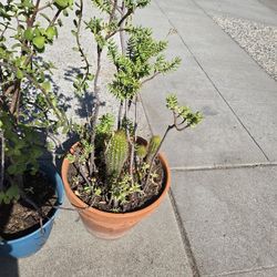 Potted Succulent and Cactus
