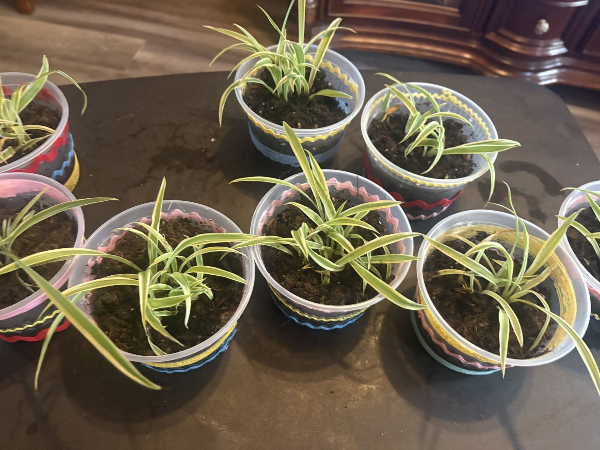 spider plant