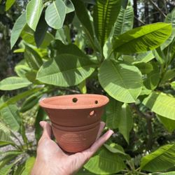 Plant Pottery Pots 