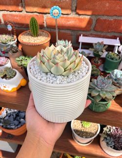 Succulent Arrangements