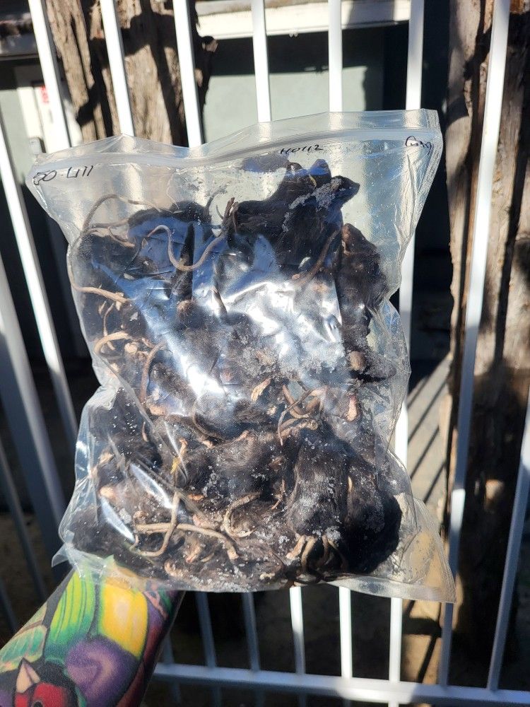 50 Frozen Feeder Mice Medium-Large