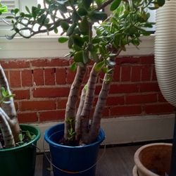 2 4ft Jade Plant for sale $75 Each
