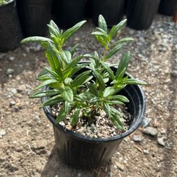 Diplacus bifidus 'White