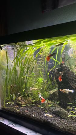 Aquarium Plants only