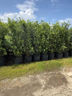 15 gallon podocarpus (6ft tall)