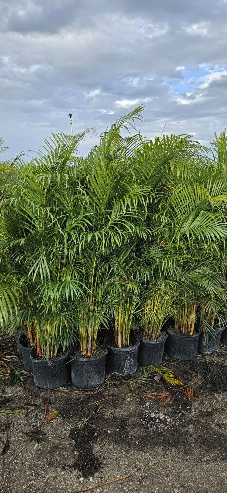 arecas About 6 feet tall Instant Privacy Hedge For Fence Green Full