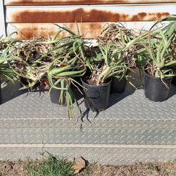 Aloe Plants