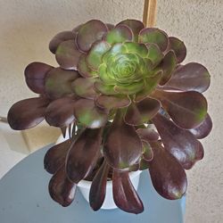 Flowering Aeonium Full With New Blooms