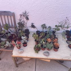 ‼️🌵🪻Moving-out PLANTS SALE! Everything Must Go‼️🌱🪴