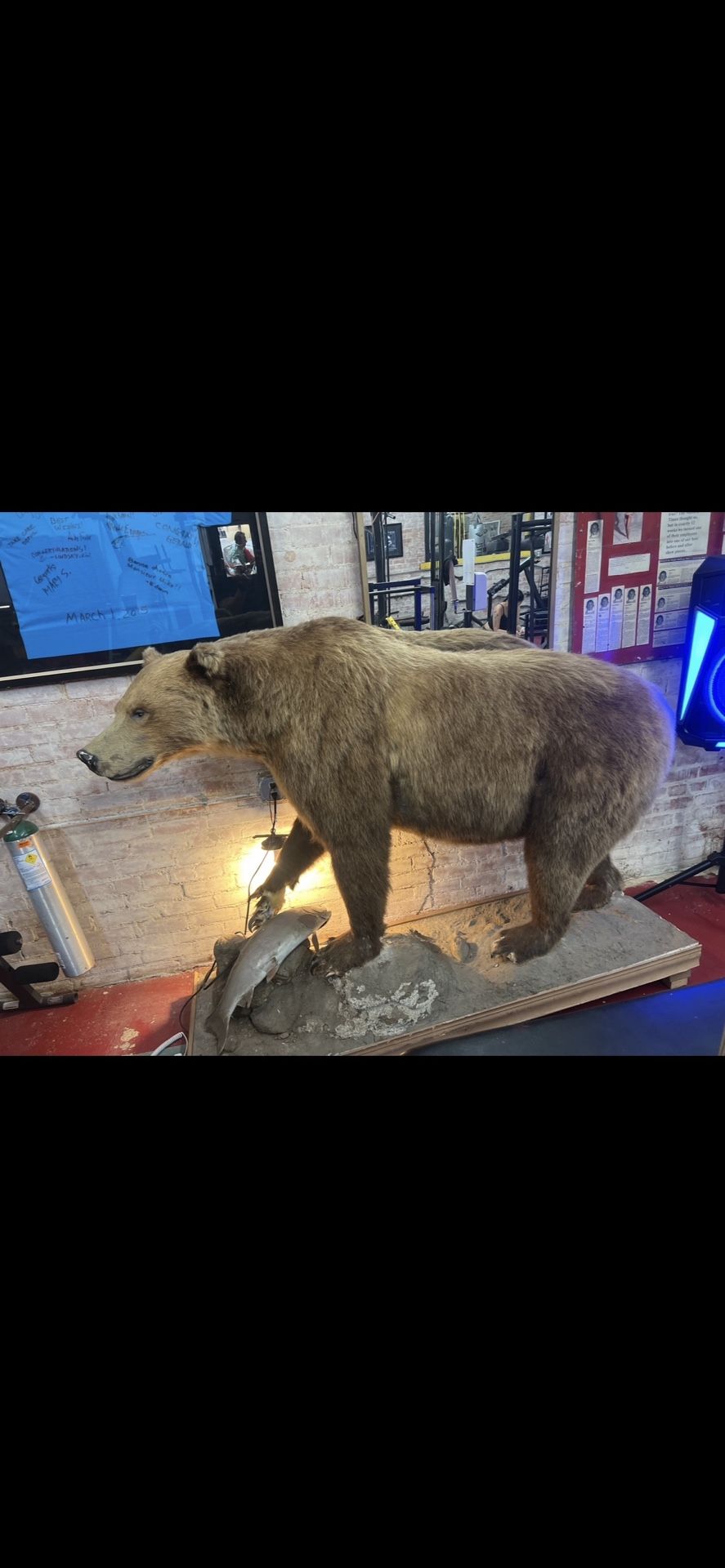 Brown bear taxidermy’s