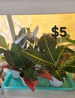 Croton plants