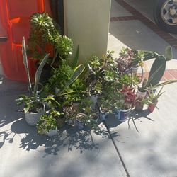 Plant Sale All Kinda