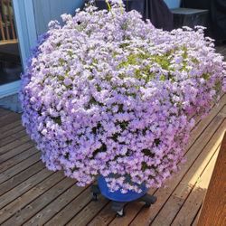 Gorgeous Phlox Starts! Rare Variety!