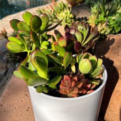 Plants for sale