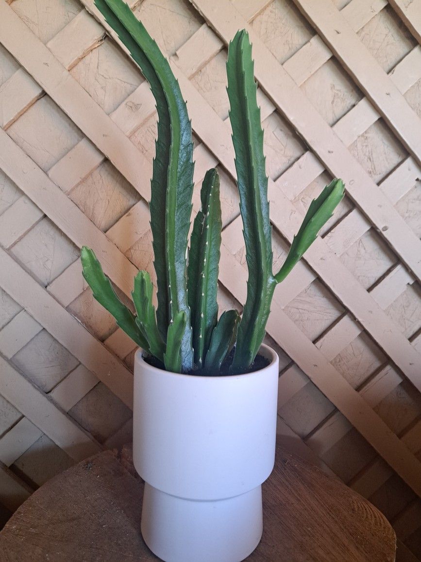 Stapelia Gigantea,