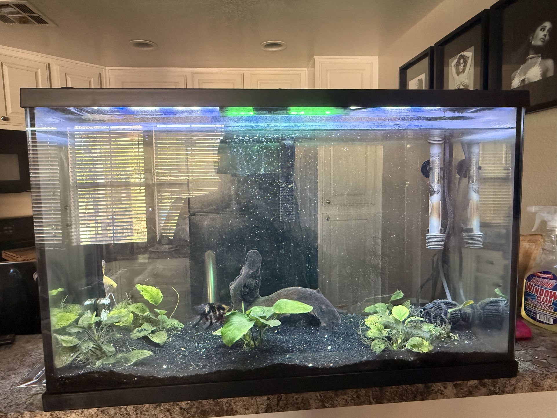 30 Gallon Fish Tank 