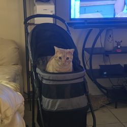 Cat Stroller Or Dog 
